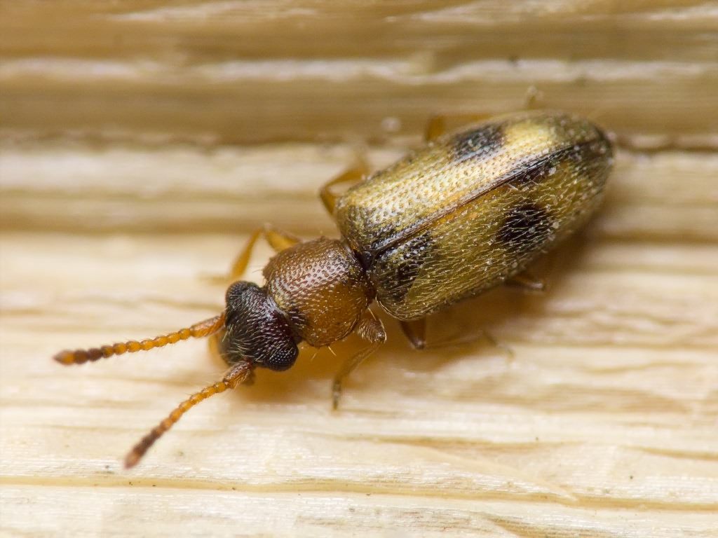 Psammoecus bipuncatatus (Fabricius, 1792)